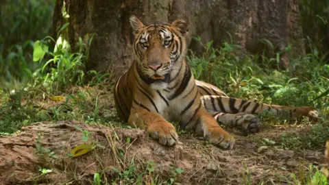 Arrest of Woman Trafficker Boosts Tiger Conservation Efforts in India