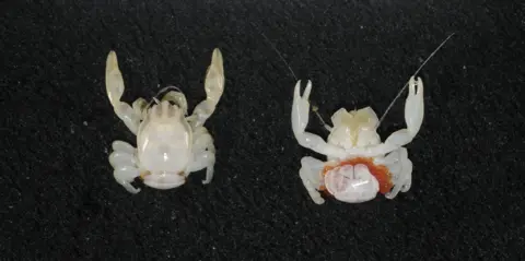 Unveiling the Deep: New Species Discovered Off Australia's Coast