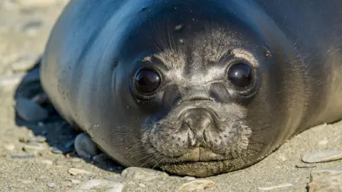 Bird Flu Claims Over 75% of Baby Seals on Remote Australian Islands