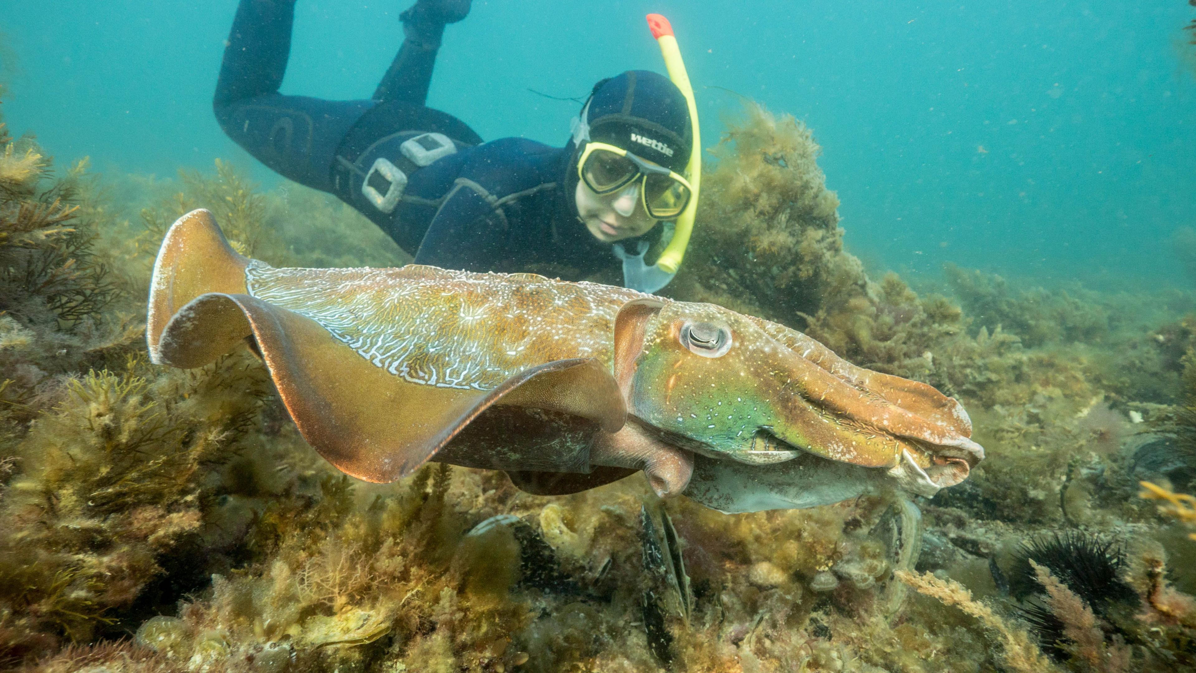 Australia’s Giant Cuttlefish Mating Event Shrinks to a Fading Splash Amid Toxic Algae Crisis