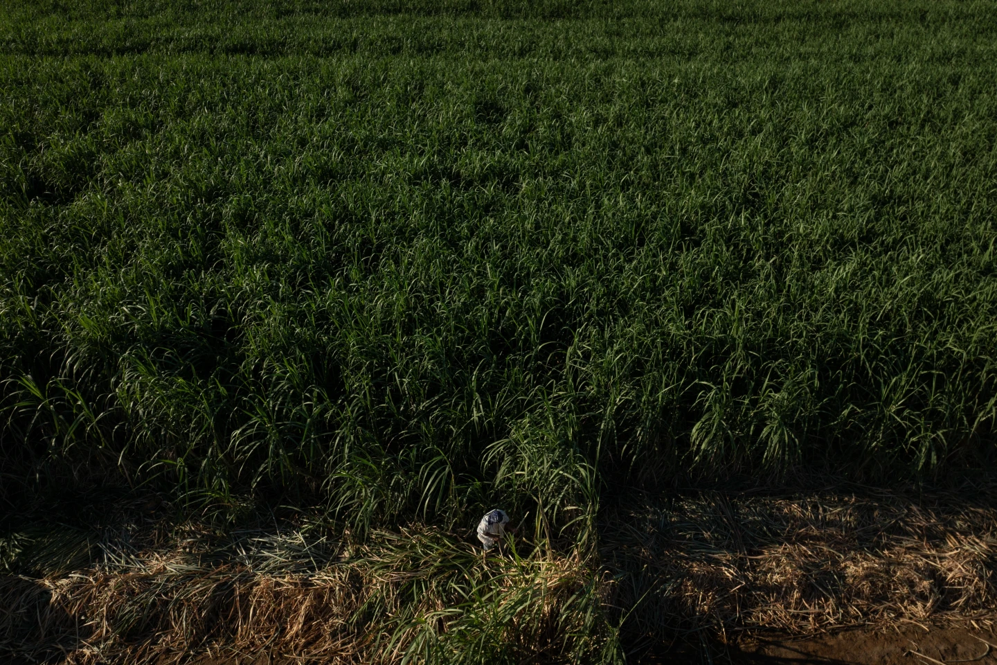 Research Aims to Safeguard Farmworkers from Rising Heat Stress