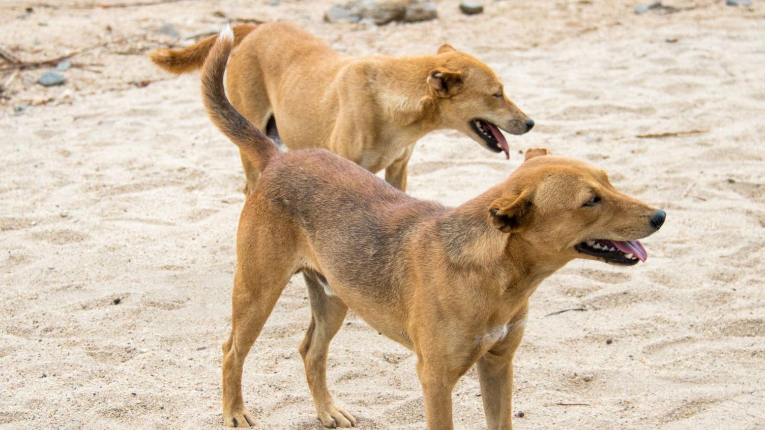 Ethiopia Town Residents Ordered to Kill Hundreds of Dogs After Rabis Deaths