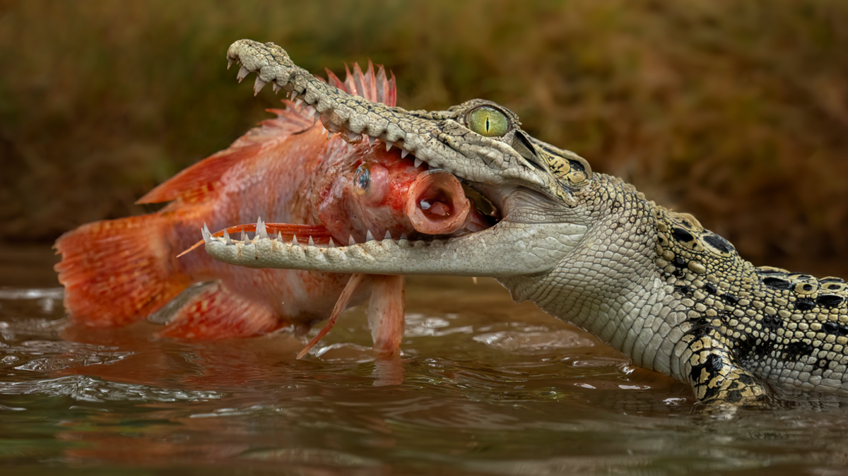 Singapore Man Sent to Court Over AI‑Generated Crocodile Image That Spurs Reservoir Shutdown