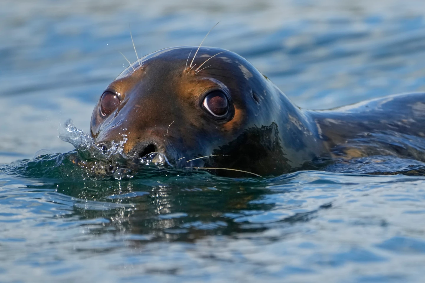 Republican Lawmakers Push to Weaken Marine Mammal Protection Act, Sparking Controversy