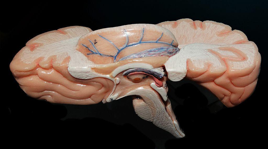 Indian Team Builds the Deepest 3‑D Map of the Brainstem