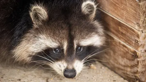 Raccoons: The Potential Next Pet Trend in America