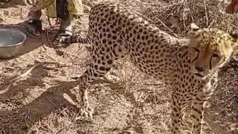 A Kenyan Family's Unique Bond with an Adopted Cheetah Cub
