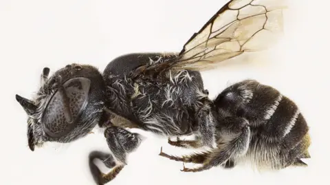 Australian Scientists Discover New 'Lucifer' Bee with Distinctive Horns