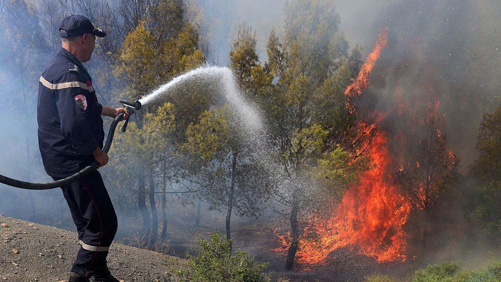 Algeria Wildfires: 12 Dead, Dozens Injured Amid Raging Heatwave