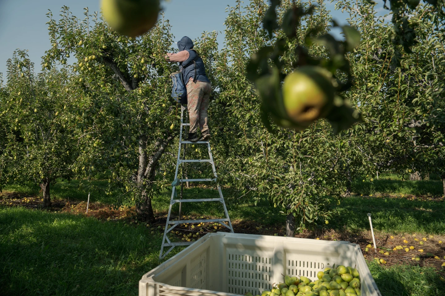 Heat Risks for Pregnant Agricultural Workers: A Growing Concern