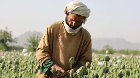 Taliban's Crackdown on Opium Cultivation Leads to Historic Drop in Afghanistan's Production
