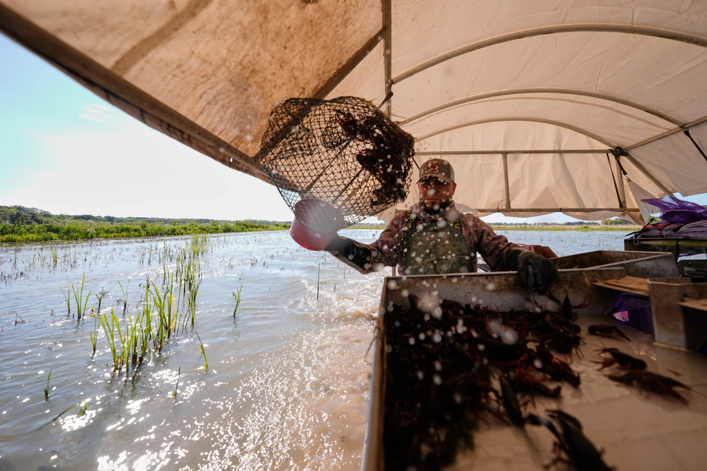 Labor Shortages Threaten Louisiana's Crawfish Season Amid Immigration Policy Challenges