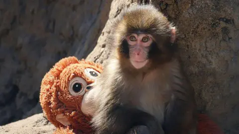 Two Americans Arrested for Monkey Enclosure Stunt at Japanese Zoo