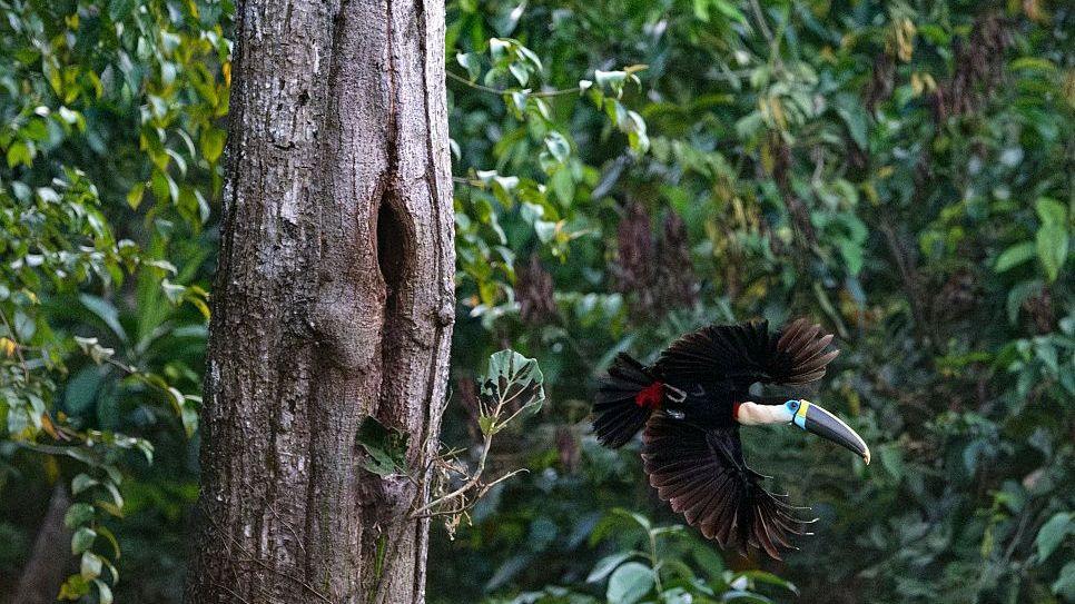 Brazil Slashes Amazon Deforestation to Record Low Ahead of Election