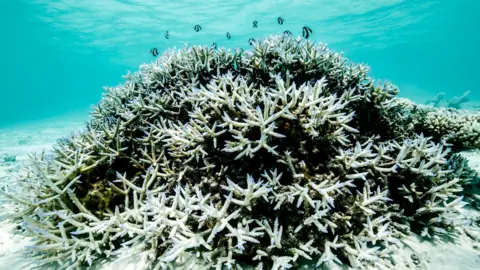 Hope for Recovery: Great Barrier Reef's Future Hinges on Global Warming Limits