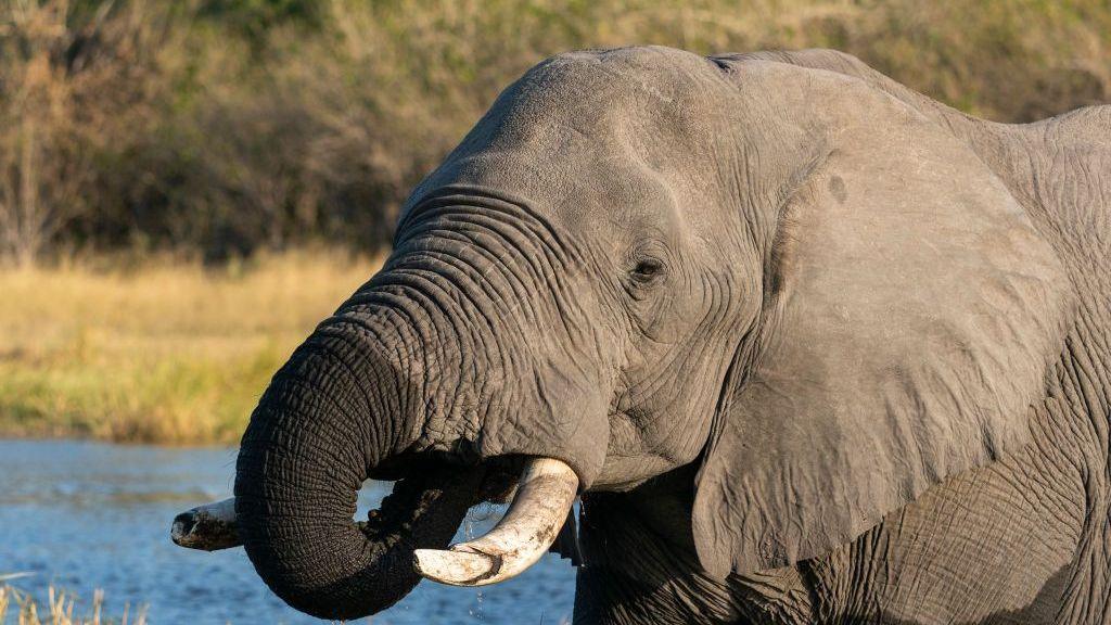 Botswana Faces Backlash After Authorising Slaughter of 23 Elephants for Independence Celebrations