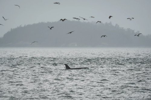 Innovative Technology Promises to Safeguard Endangered Orcas