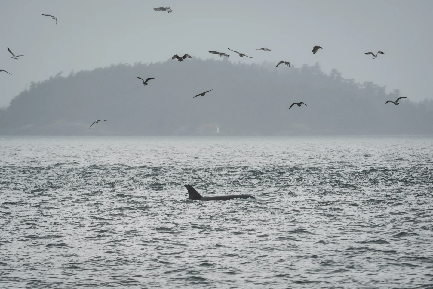 Innovative Technology Promises to Safeguard Endangered Orcas