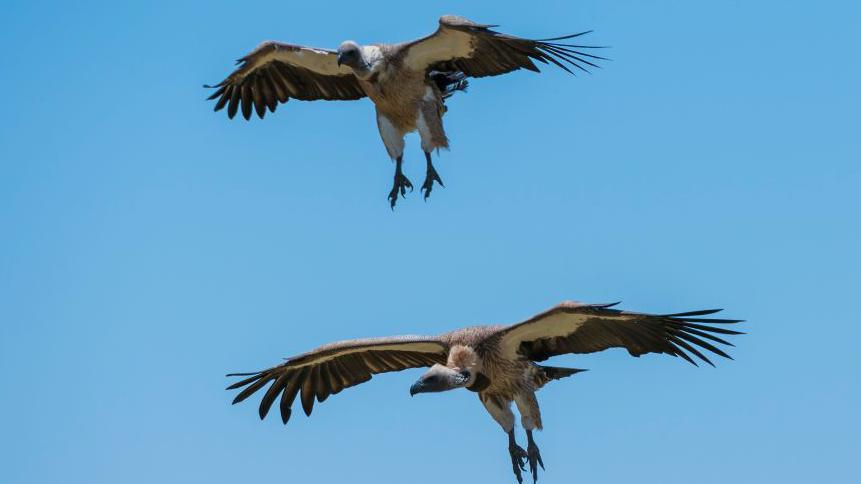 Nigeria’s Vulture King fights to reverse the disappearance of vultures