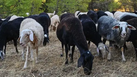 Feta Cheese Under Threat: Greece's Massive Sheep and Goat Cull Raises Concerns