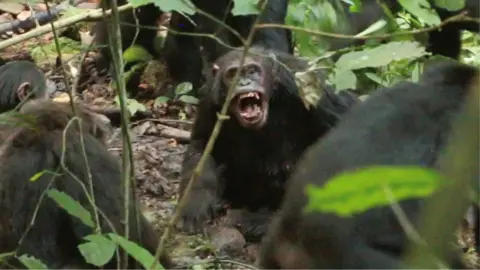 Chimpanzees in Uganda Engaged in Deadly Civil War, Research Reveals