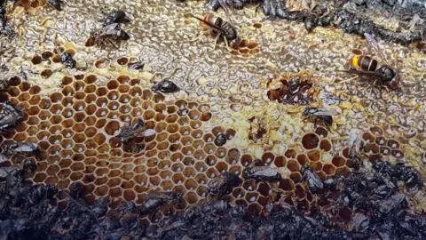 Devastating Arson Attack Claims Lives of 500,000 Bees in Dutch Park