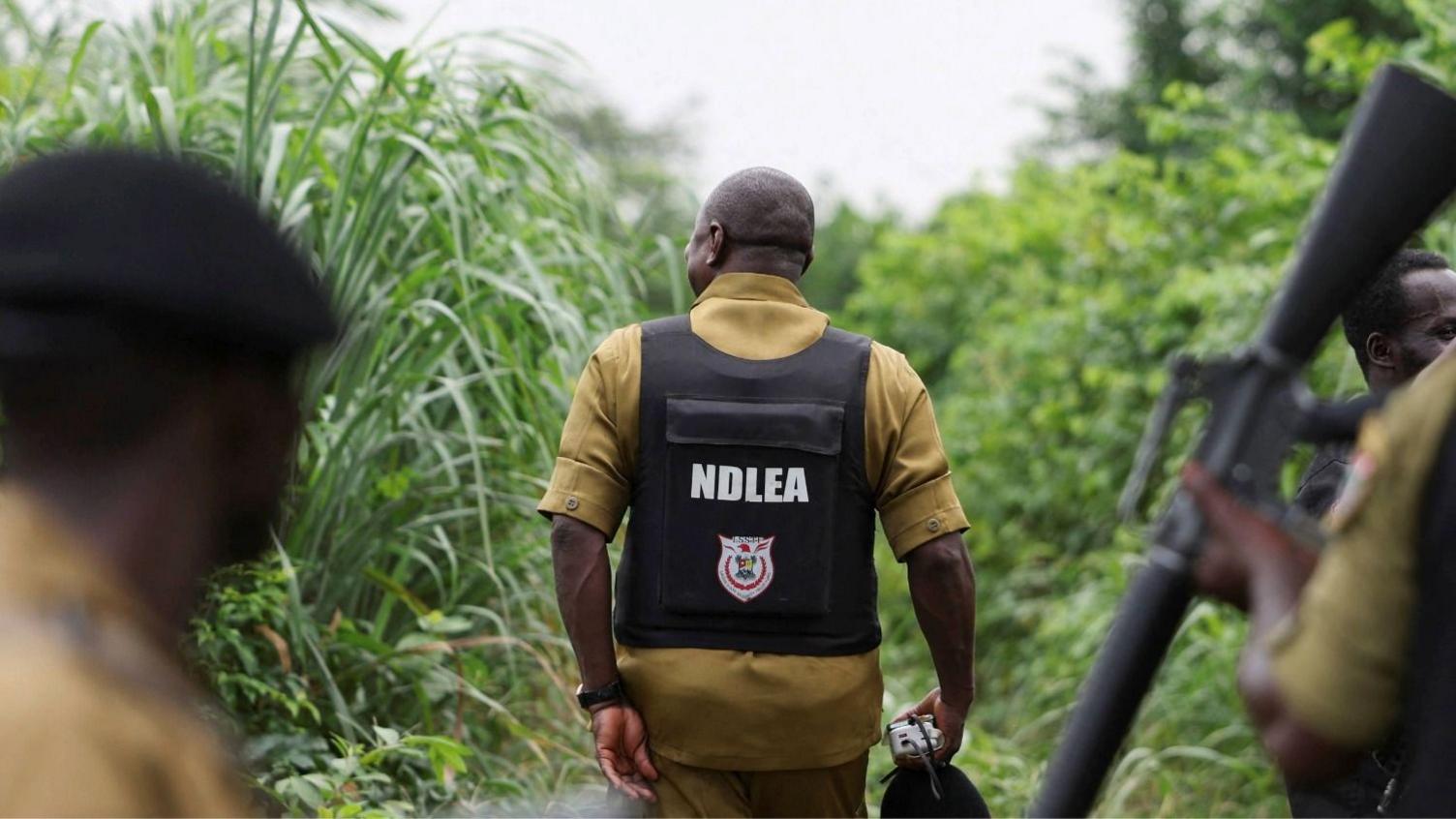 Mexican Drug Cartels Outsource Meth Production to Nigerian Forests