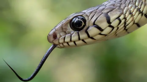 Addressing India's Snakebite Epidemic: A Call to Action