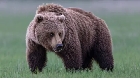 Chaos Unleashed: Grizzly Bear Attack Injures School Group in Canada