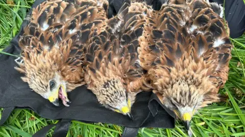 A Soaring Success: UK Red Kites Reintroduced to Spanish Skies