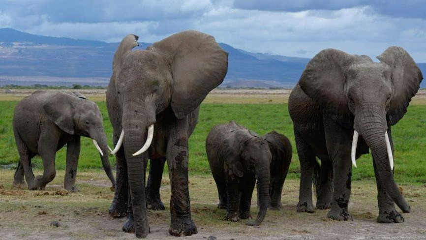 Cyanide‑laden Tomatoes Kill 15 Elephants Near Kenya’s Amboseli Park