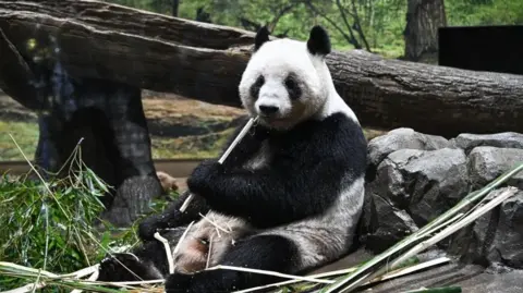 Emotional Farewell: Japan's Beloved Pandas Return to China Amid Rising Tensions