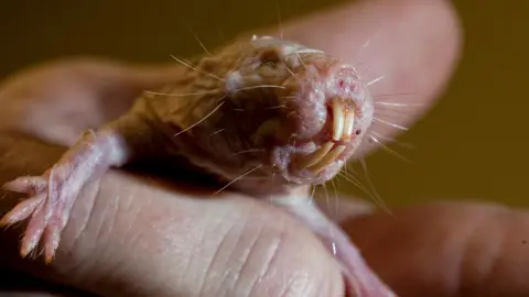 Unlocking Longevity: Naked Mole Rats Reveal Secrets of Their Long Lives