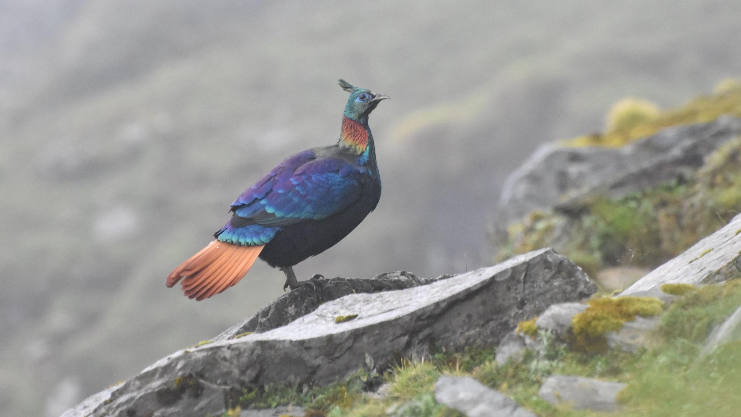 Himalayan Monal’s Voice Shifts Under Human Onslaught