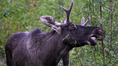 Emil the Elk Captured After Summer Adventures in Central Europe