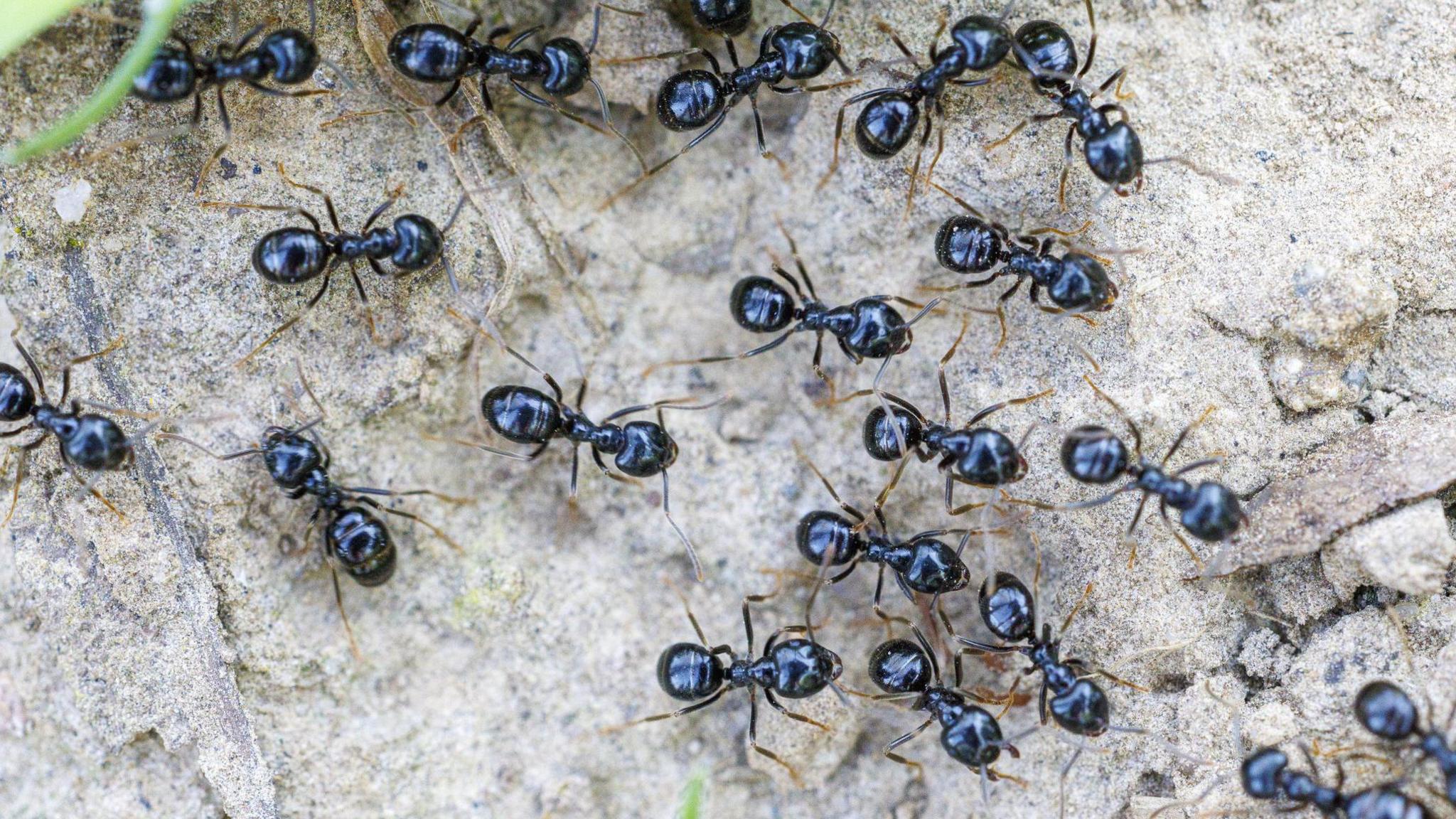 Michelin‑Starred Restaurateur Faces Jail Over Ant‑Garnished Desserts