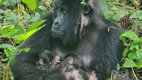 Remarkable Twin Mountain Gorillas Born in Virunga National Park