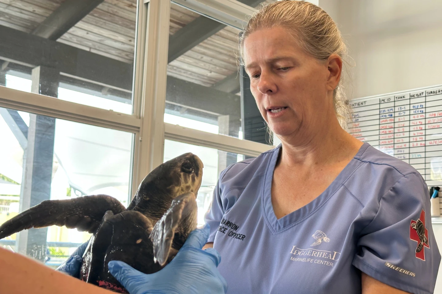 Kemp’s Ridley Sea Turtles Undergo Rehabilitation in Florida After Cold Exposure