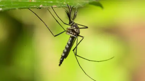 First Mosquitoes Discovered in Iceland Amid Record-Breaking Heat