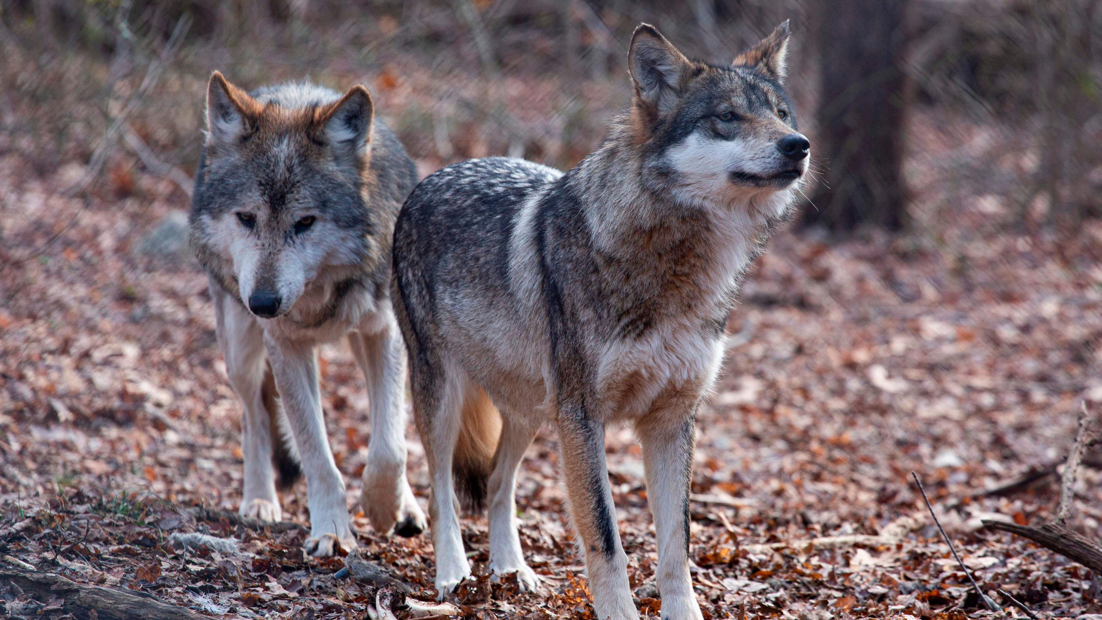Trump Executive Order Wipes Grey Wolf Protection Amid Conservation Fears