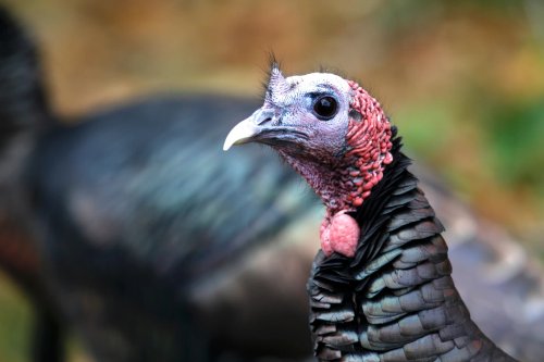 The Remarkable Comeback of Wild Turkeys: A Tale of Conservation and Exchange