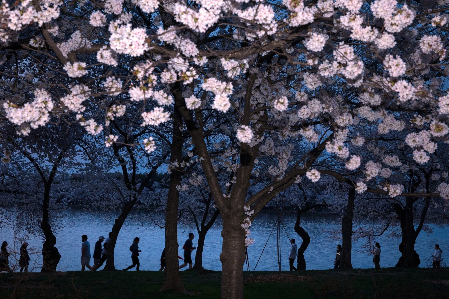Washington D.C.'s Cherry Blossoms Reach Peak Bloom, Signaling Spring