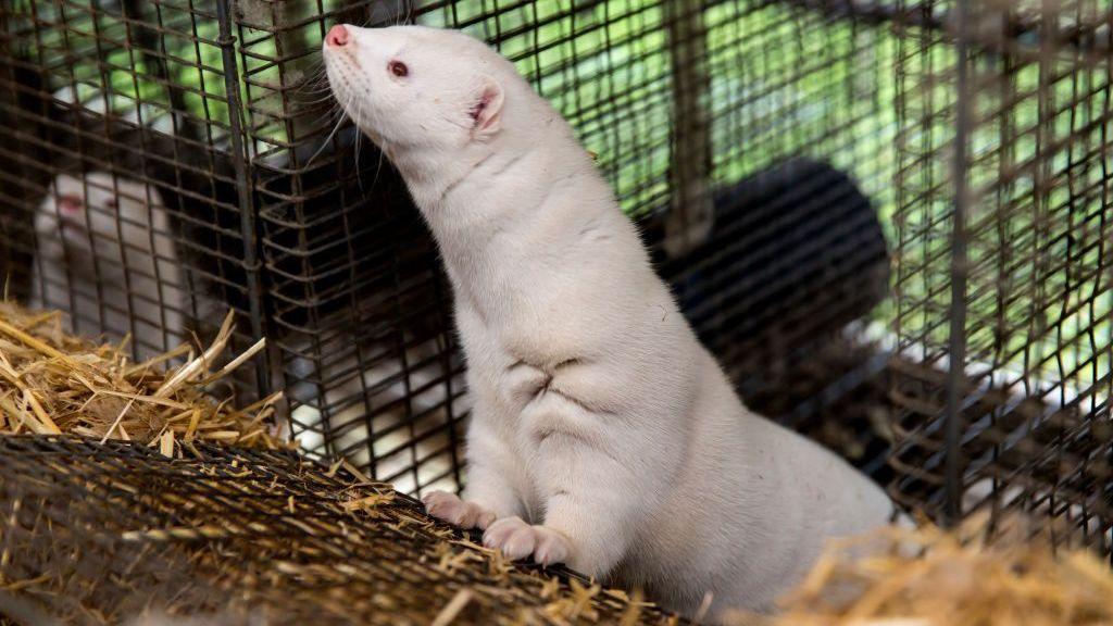 A white mink in a cage, looking up