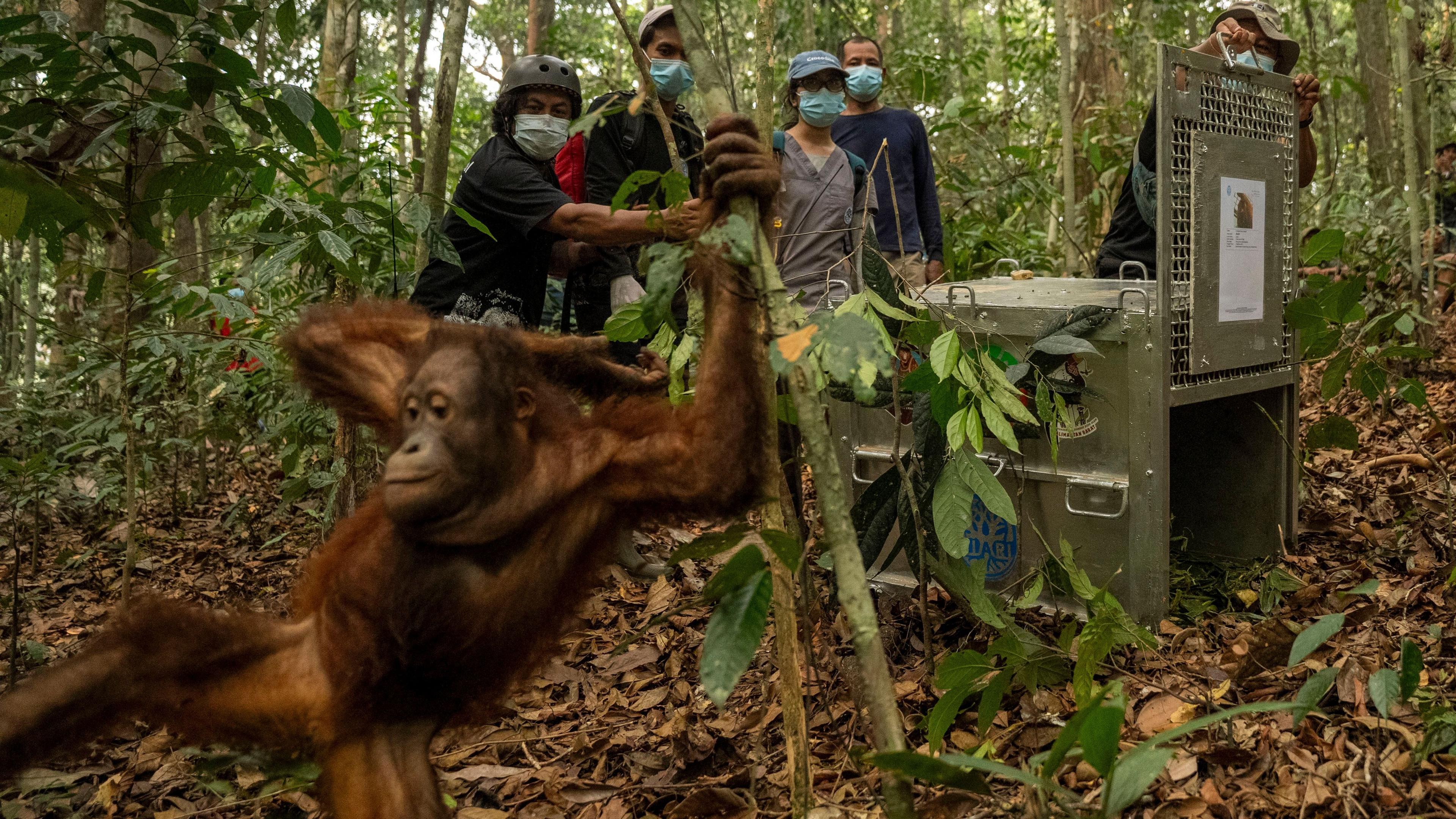 Orangutans Return to Borneo's Wildfire‑Damaged Forests