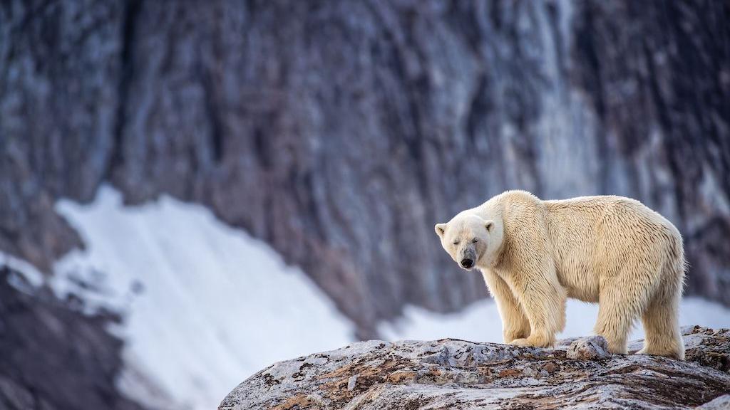 Fined for Waking Polar Bear in Svalbard After Sounding a Foghorn