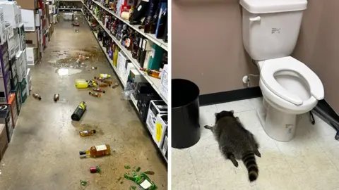 Intoxicated Raccoon Breaks Into Virginia Liquor Store and Passes Out