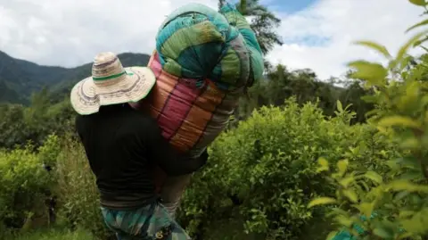 Colombia Labeled as Non-Cooperative in US Drug War Efforts